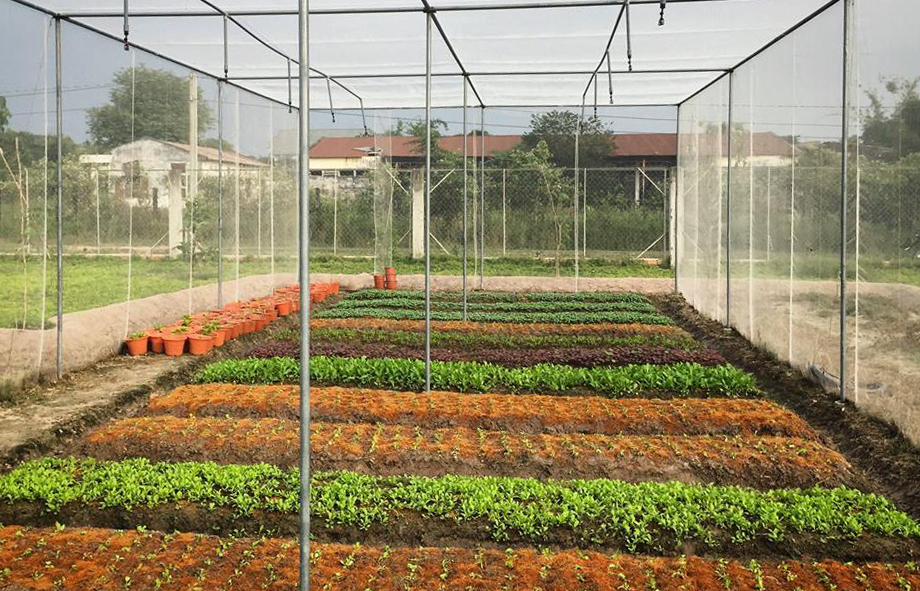 Nông Trại Mini Giá Rẻ Chào Bán Ven Sài Gòn nong trai mini gia re chao ban ven sai gon